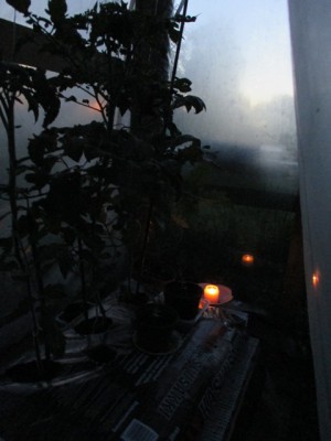 tomaatit pakkasyo2 pieni.jpg